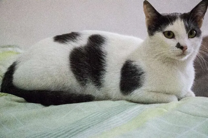 Gato ra a SRD idade 1 ano nome Angélica