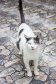 Angélica