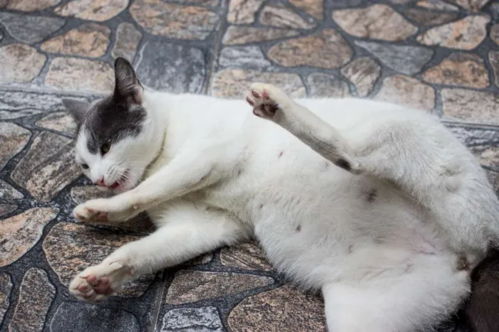 Gato ra a SRD idade 1 ano nome Angélica