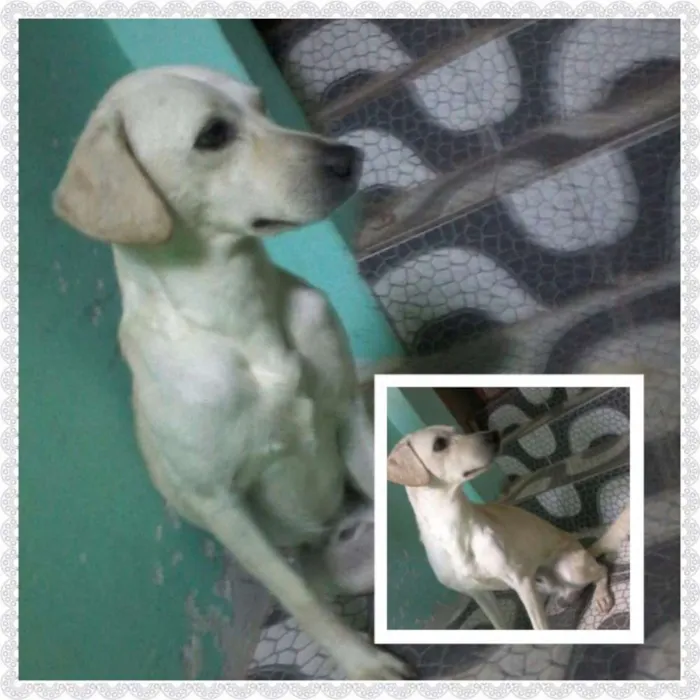 Cachorro raça Sem raça definida idade 1 ano nome Mike