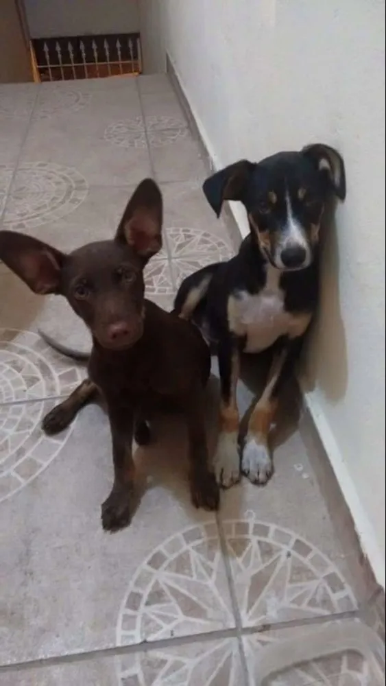 Cachorro ra a Sdr idade 7 a 11 meses nome X / y 