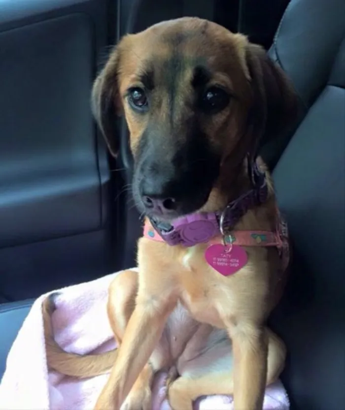 Cachorro ra a  idade 7 a 11 meses nome Tatya