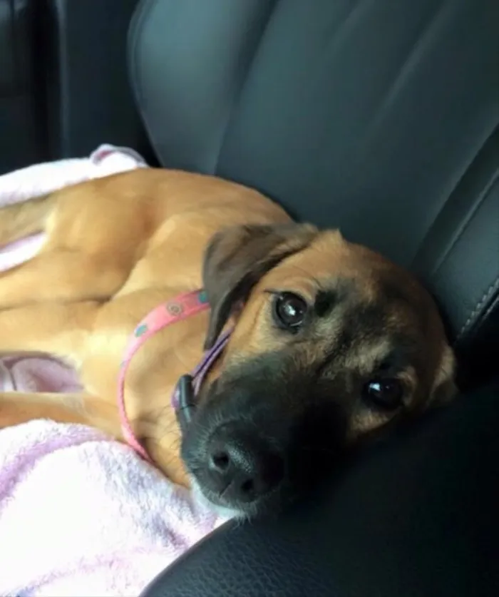 Cachorro ra a  idade 7 a 11 meses nome Tatya