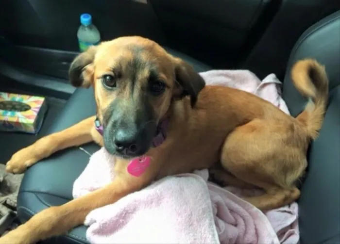 Cachorro ra a  idade 7 a 11 meses nome Tatya