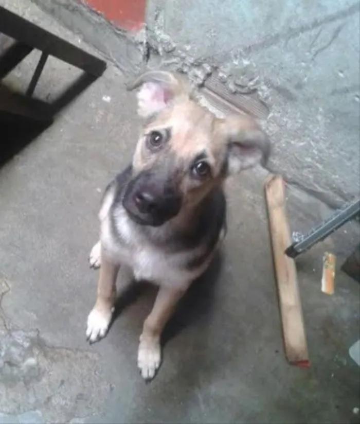 Cachorro ra a  idade 2 a 6 meses nome Flora 