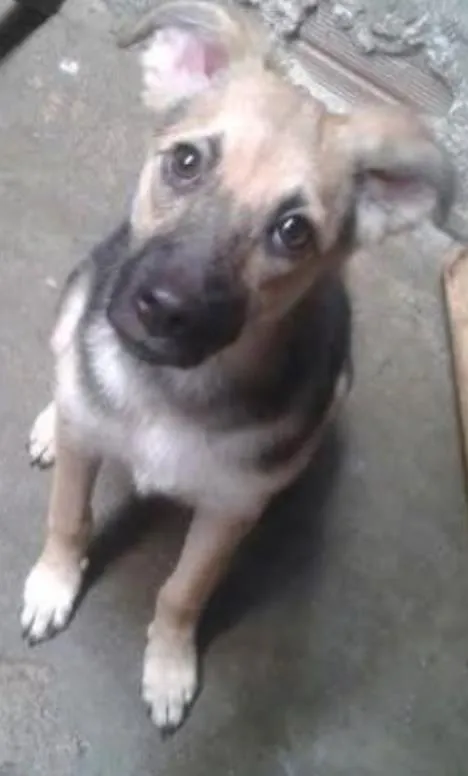 Cachorro ra a  idade 2 a 6 meses nome Flora 