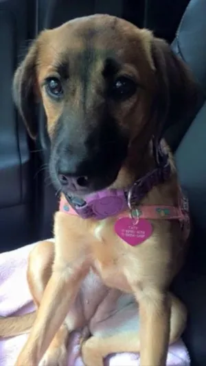 Cachorro raça  idade 7 a 11 meses nome Tatya