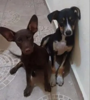 Cachorro raça Sdr idade 7 a 11 meses nome X / y 