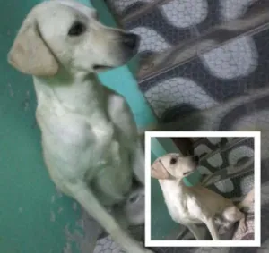 Cachorro raça Sem raça definida idade 1 ano nome Mike