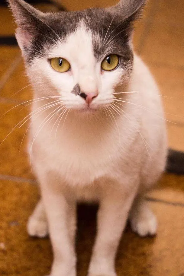 Gato ra a SRD idade 1 ano nome Angélica