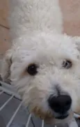 Pipoca