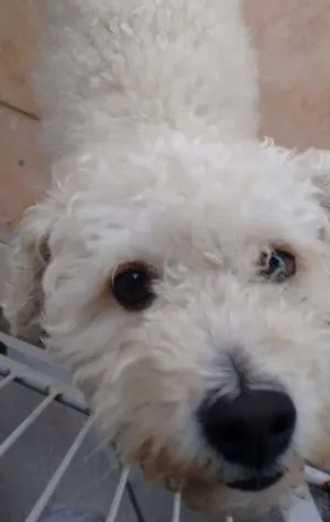 Cachorro raça Poodle idade 2 anos nome Pipoca