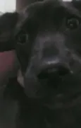 Pantera