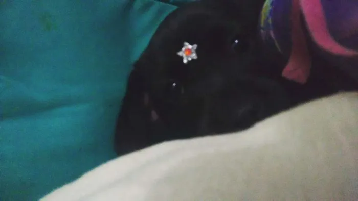 Cachorro ra a SRD idade 2 a 6 meses nome Pantera