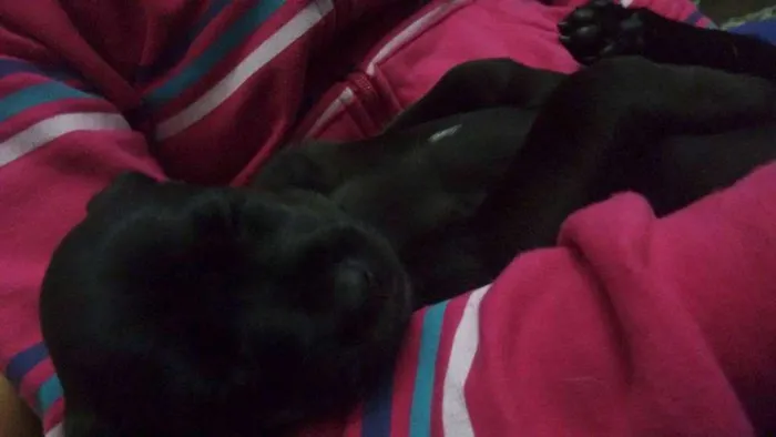 Cachorro ra a SRD idade 2 a 6 meses nome Pantera