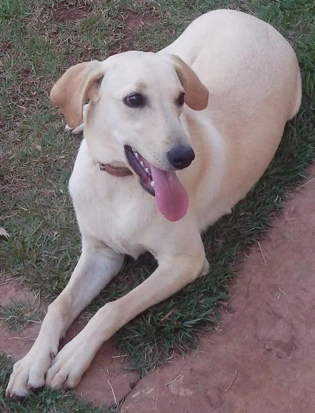 Cachorro ra a Labrador x Vira Lata idade 7 a 11 meses nome Aurora