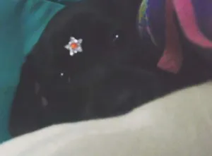 Cachorro raça SRD idade 2 a 6 meses nome Pantera