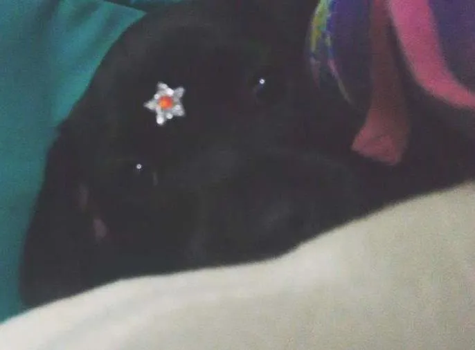 Cachorro ra a SRD idade 2 a 6 meses nome Pantera