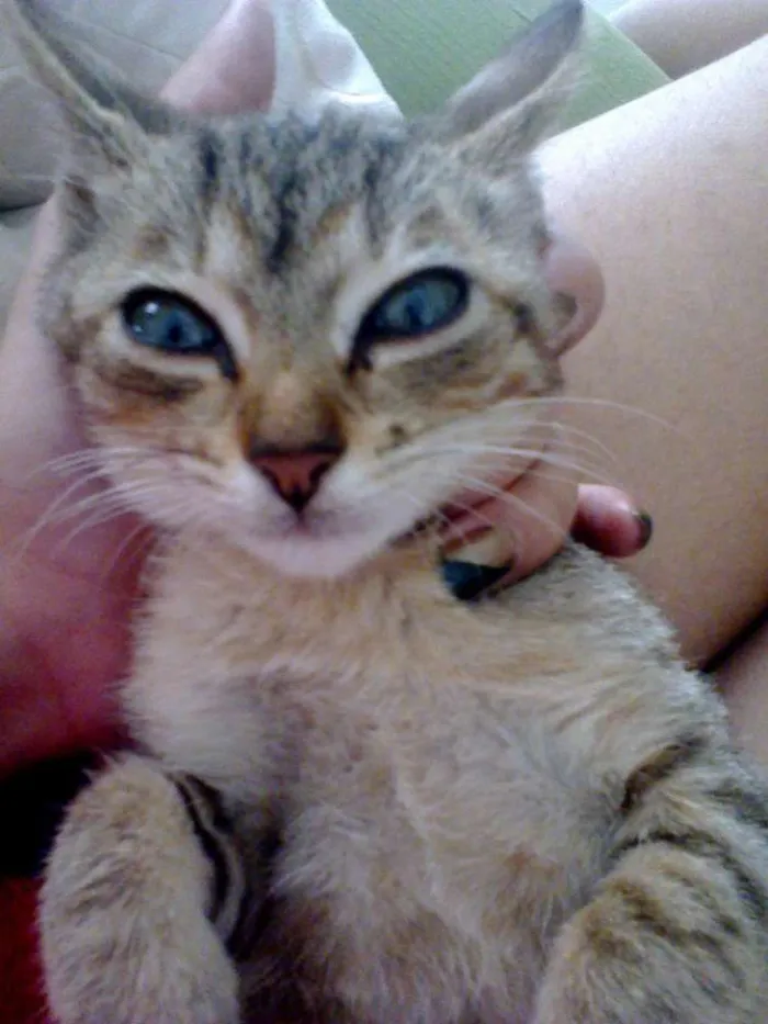 Gato ra a Maine Coon idade Abaixo de 2 meses nome Clara Francisca