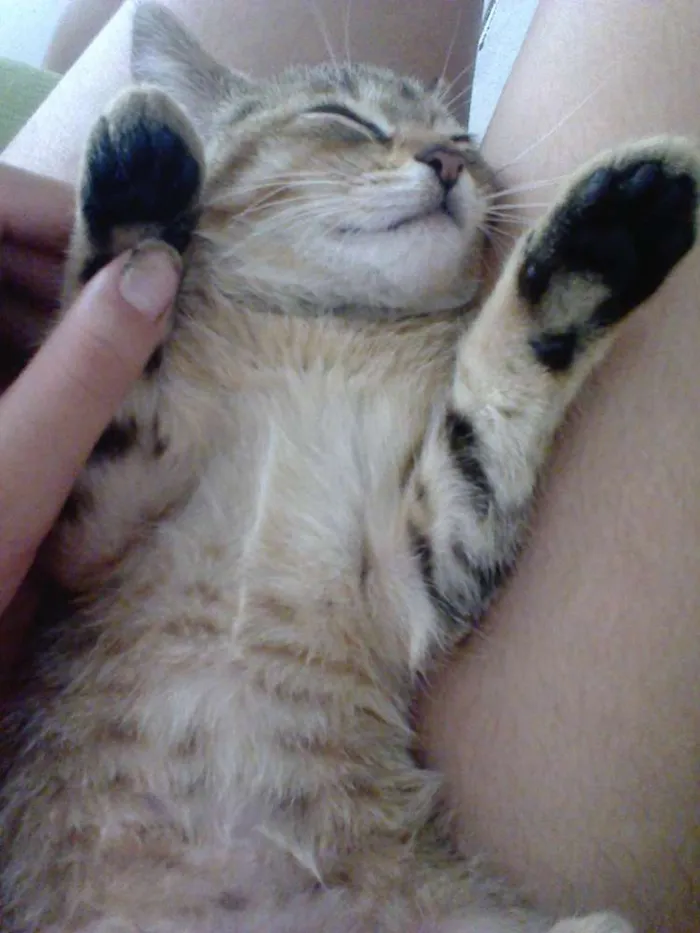 Gato ra a Maine Coon idade Abaixo de 2 meses nome Clara Francisca