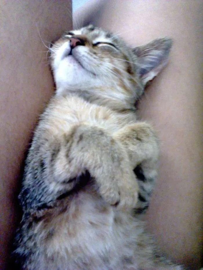 Gato ra a Maine Coon idade Abaixo de 2 meses nome Clara Francisca