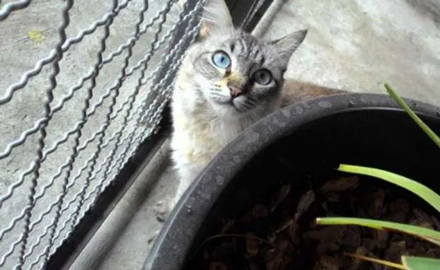 Gato ra a Siamês idade 2 a 6 meses nome MELINA