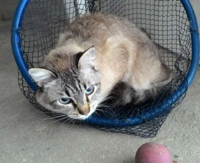 Gato ra a Siamês idade 2 a 6 meses nome MELINA