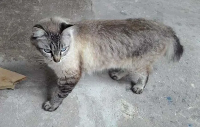 Gato ra a Siamês idade 2 a 6 meses nome MELINA