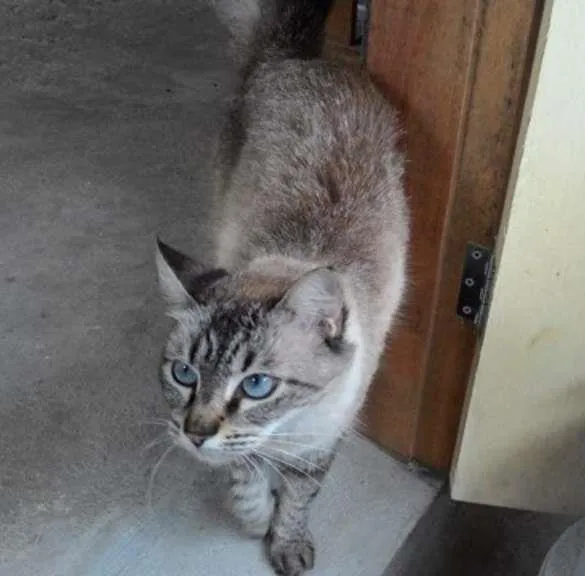 Gato ra a Siamês idade 2 a 6 meses nome MELINA