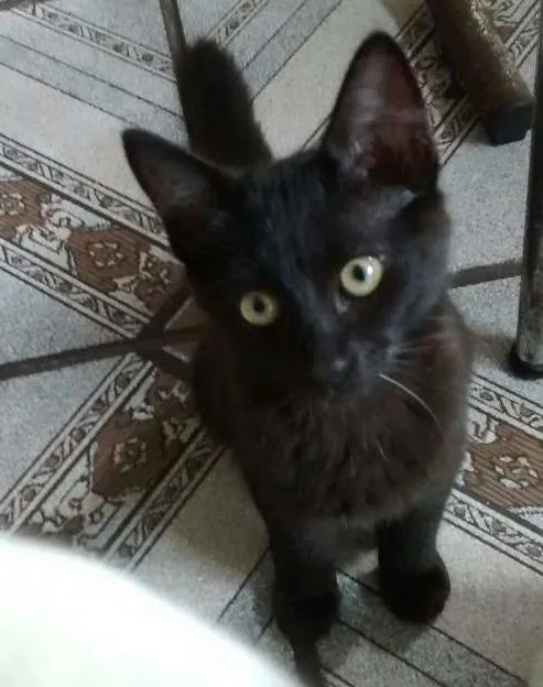 Gato ra a SRD idade 2 a 6 meses nome SOFY