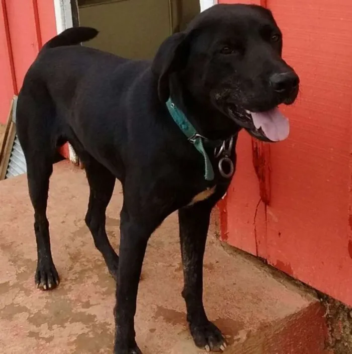 Cachorro ra a vira lata idade 1 ano nome Thor