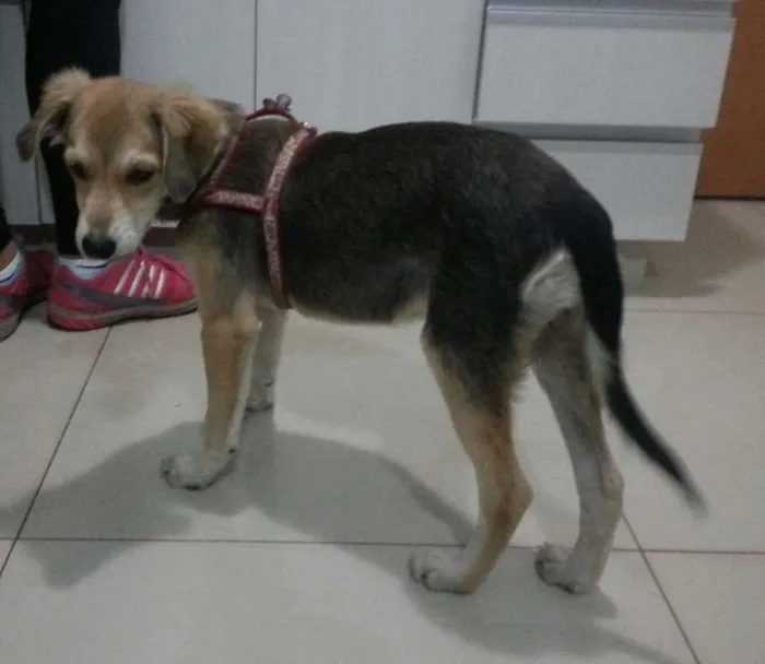 Cachorro ra a Vira lata idade 4 anos nome Mel