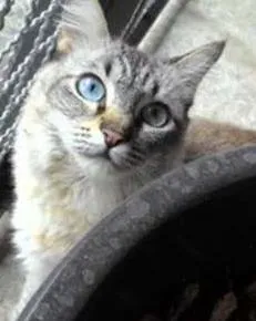 Gato raça Siamês idade 2 a 6 meses nome MELINA