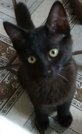 Gato ra a SRD idade 2 a 6 meses nome SOFY