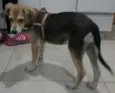 Mel