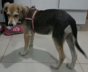 Cachorro raça Vira lata idade 4 anos nome Mel