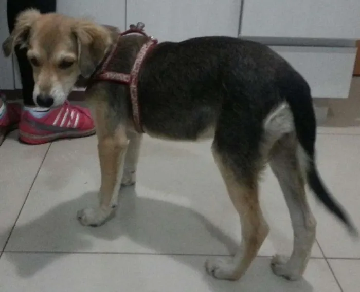 Cachorro ra a Vira lata idade 4 anos nome Mel