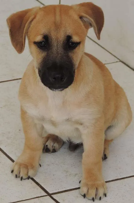 Cachorro ra a SRD idade 2 a 6 meses nome Filhotes