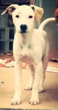 pity/bolinha