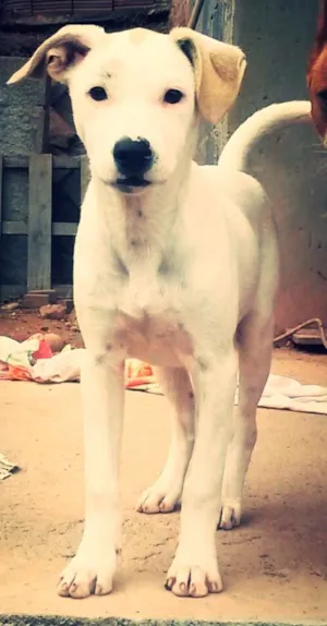 Cachorro raça Pit-Bull/ fox paulistinha idade 2 a 6 meses nome pity/bolinha