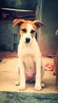 pity/bolinha