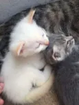 gatinho