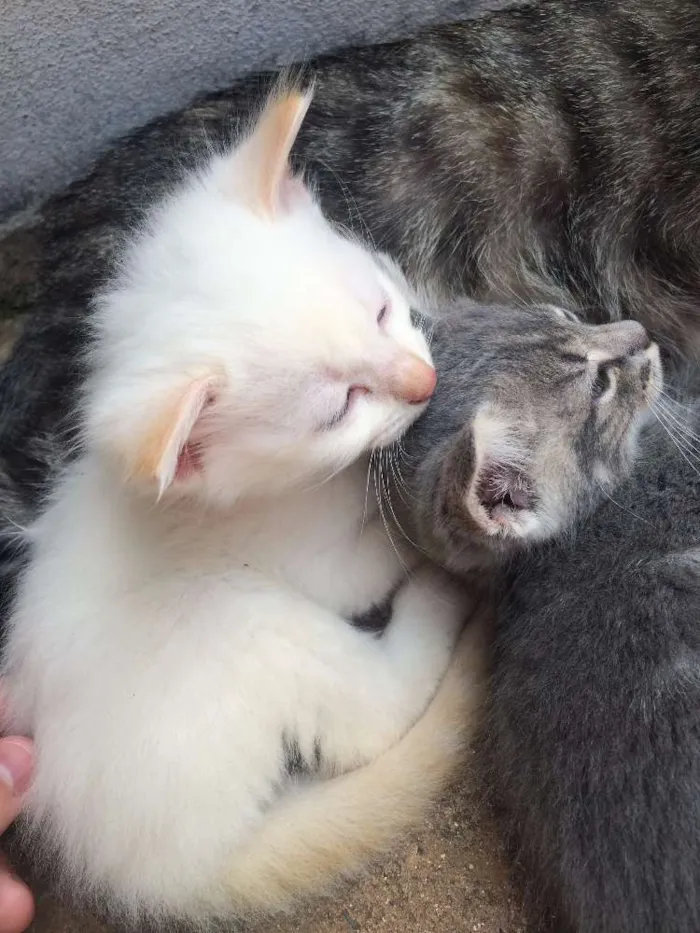 Gato raça  idade Abaixo de 2 meses nome gatinho