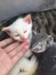 gatinho