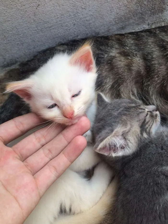 Gato raça  idade Abaixo de 2 meses nome gatinho