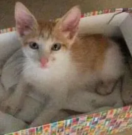 Gato raça não sei  idade 2 a 6 meses nome não tem 