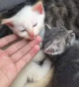 gatinho
