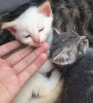 Gato raça  idade Abaixo de 2 meses nome gatinho
