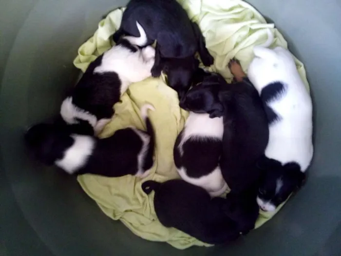 Cachorro ra a vira lata idade Abaixo de 2 meses nome Filhotinhos