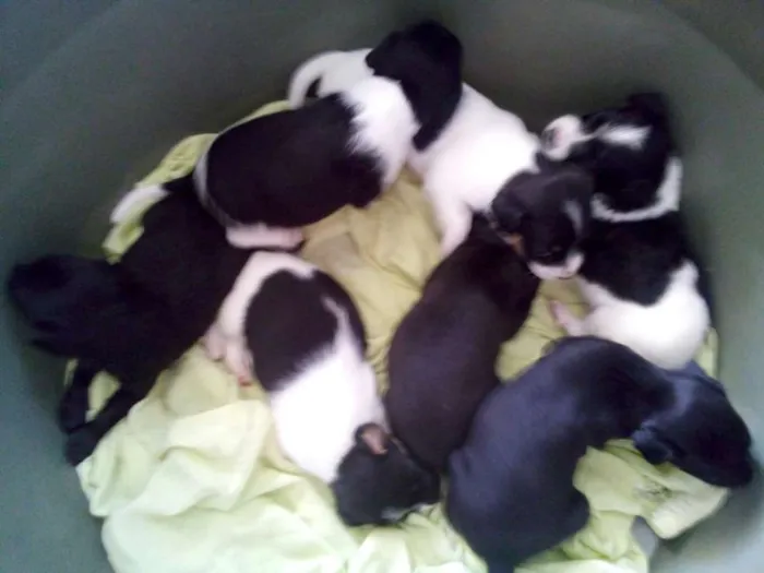 Cachorro ra a vira lata idade Abaixo de 2 meses nome Filhotinhos